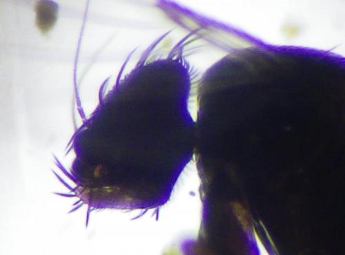Megaselia sp.